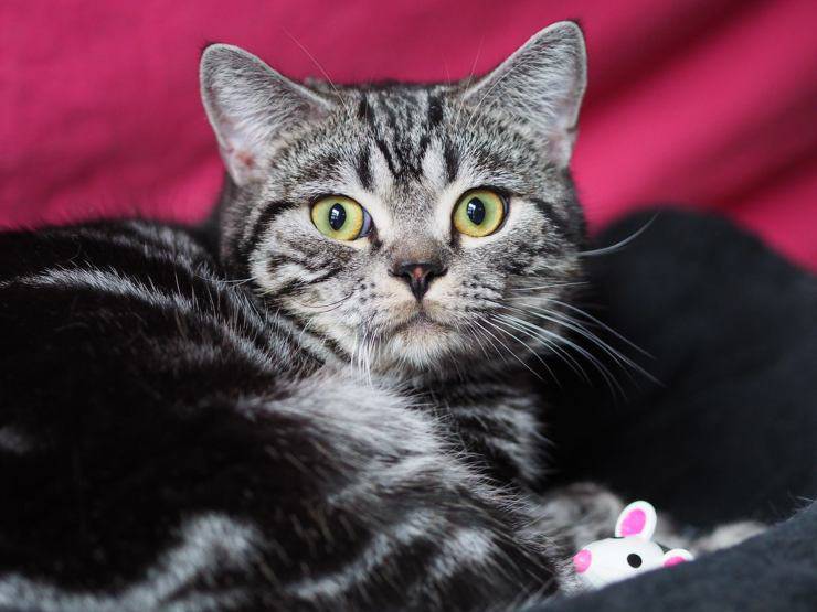 Gatto British Shorthair