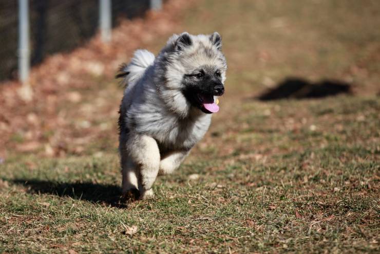 cane Keeshond