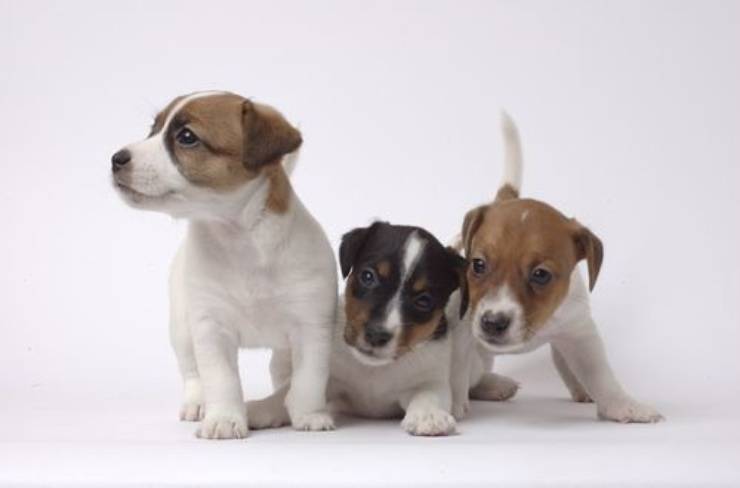 Adottare un cucciolo di Jack Russell Terrier