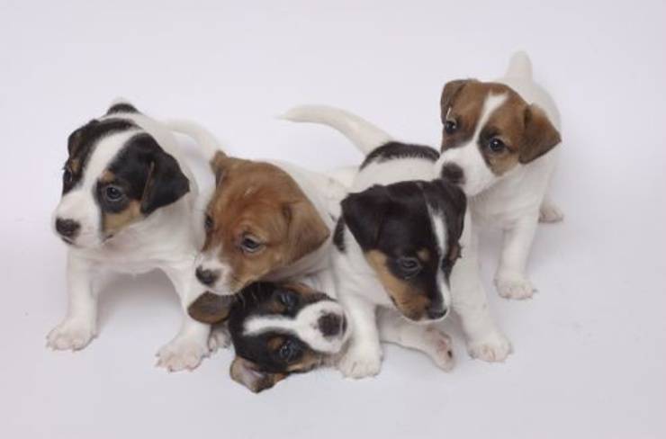 Adottare un cucciolo di Jack Russell Terrier