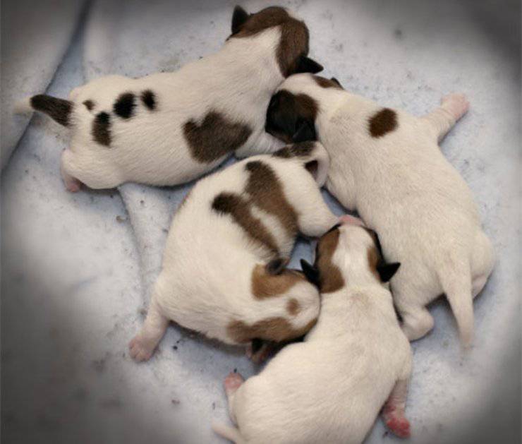 Adottare un cucciolo di Jack Russell Terrier
