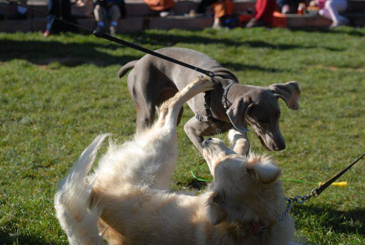 Come dividere cani che litigano (Foto Flickr)