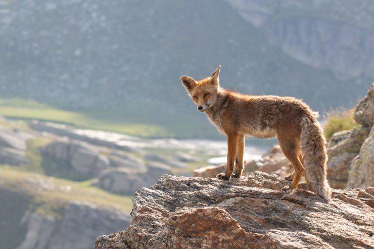 Abilità nascoste di animali comuni: quello che gli scienziati hanno scoperto