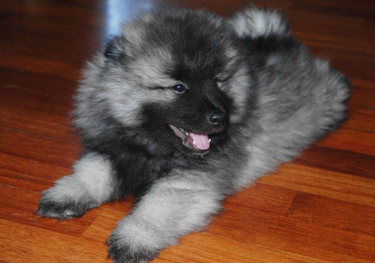 cane Keeshond