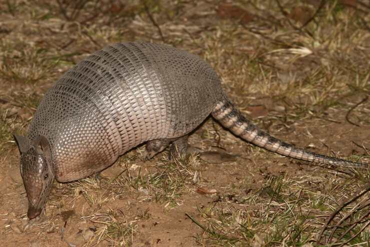 armadillo a nove fasce