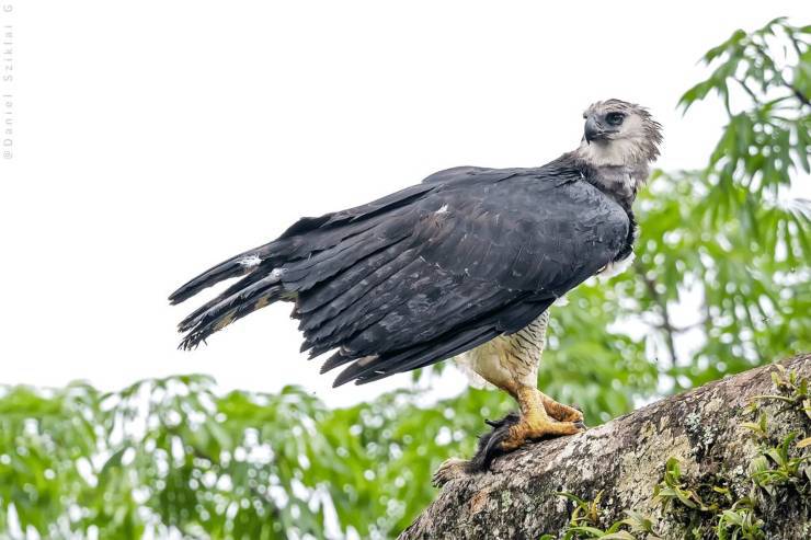 aquila arpia uccello rapace