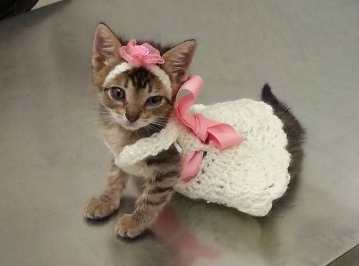 Vestire il gatto