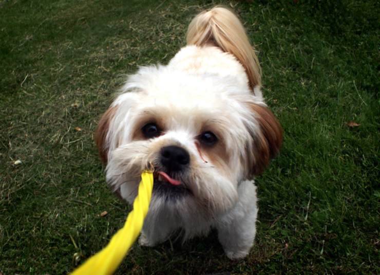 Il cane può mangiare liquirizia? Rischi e benefici di questo alimento