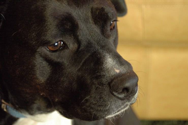 Gruppi sanguigni del cane: quali sono, come capire di quale gruppo è Fido