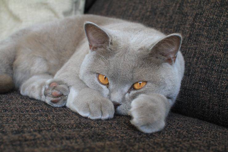 Gatto British Shorthair