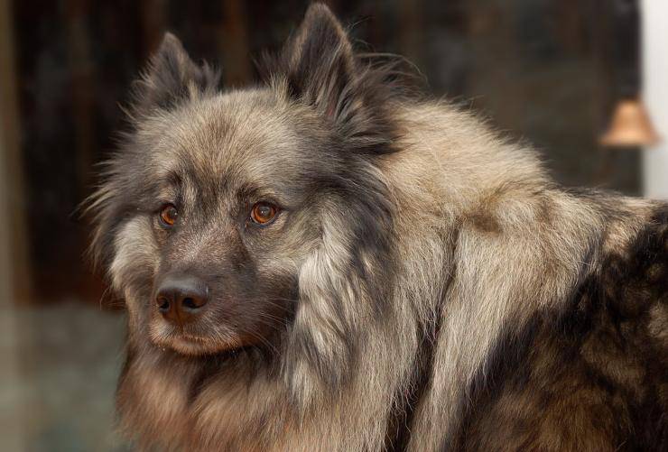 cane Keeshond