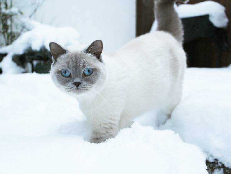Gatto British Shorthair