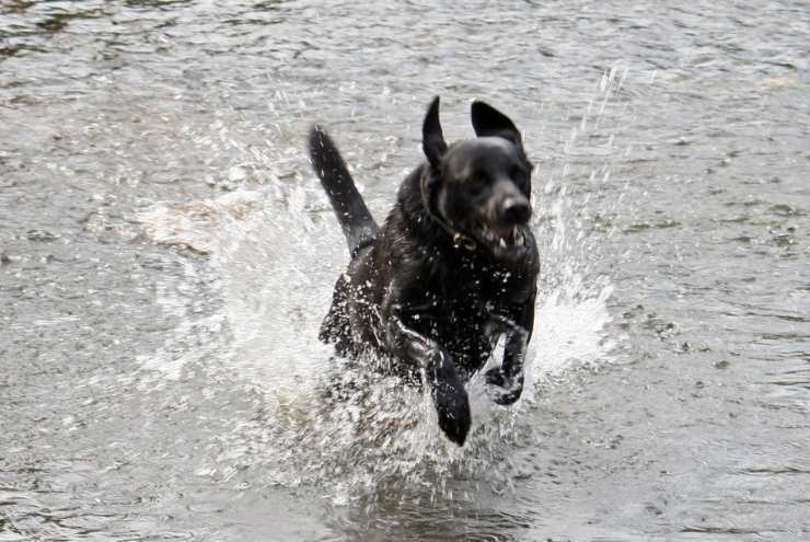 Intossicazione da acqua nel cane: come riconoscerla e intervenire