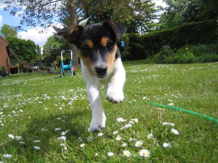 Adottare un cucciolo di Jack Russell Terrier
