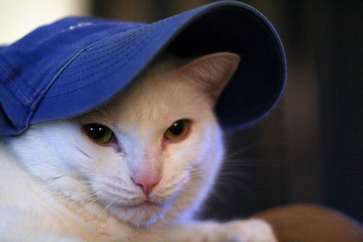 Vestire il gatto