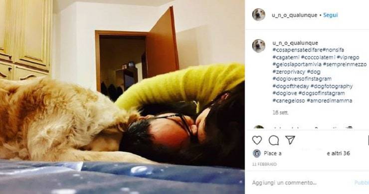 cane coppia geloso