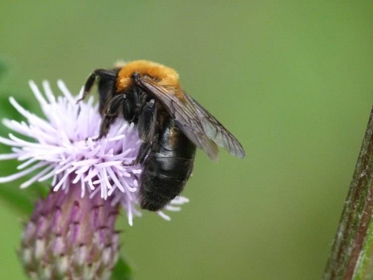 Tratti umani negli insetti? Le similitudini tra questi animali e noi