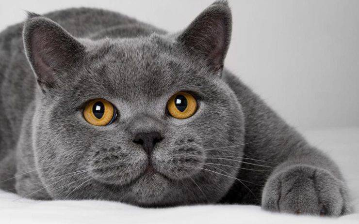 Gatto British Shorthair