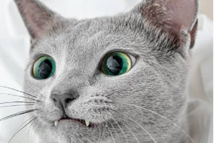 gatto denti vampiro