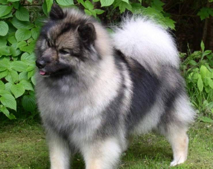 cane Keeshond