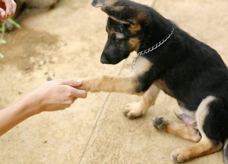 Come avvicinare un cane sconosciuto e presentarsi in tutta sicurezza