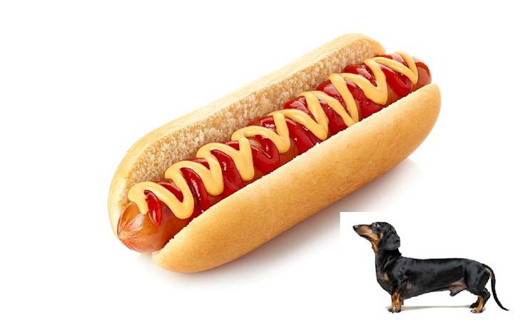 hot dog