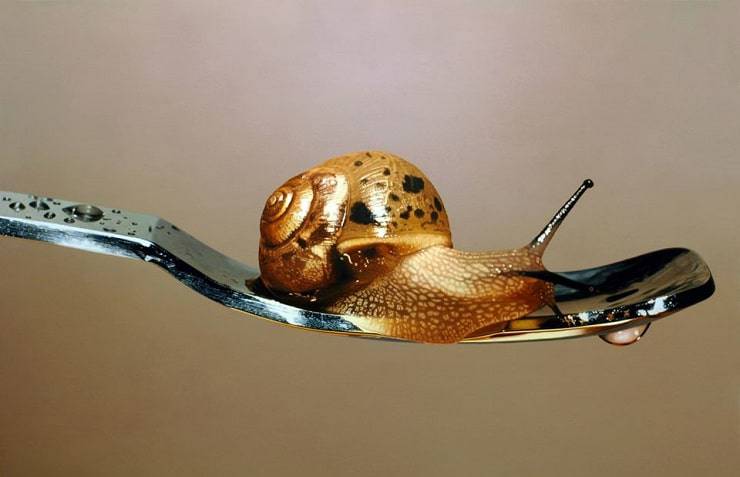 dipinti di animali