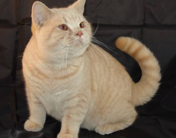 Gatto British Shorthair