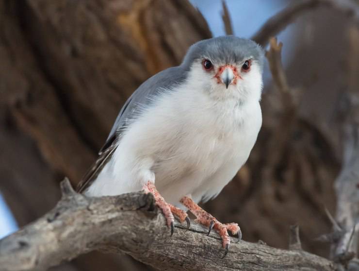 Il falco pigmeo africano