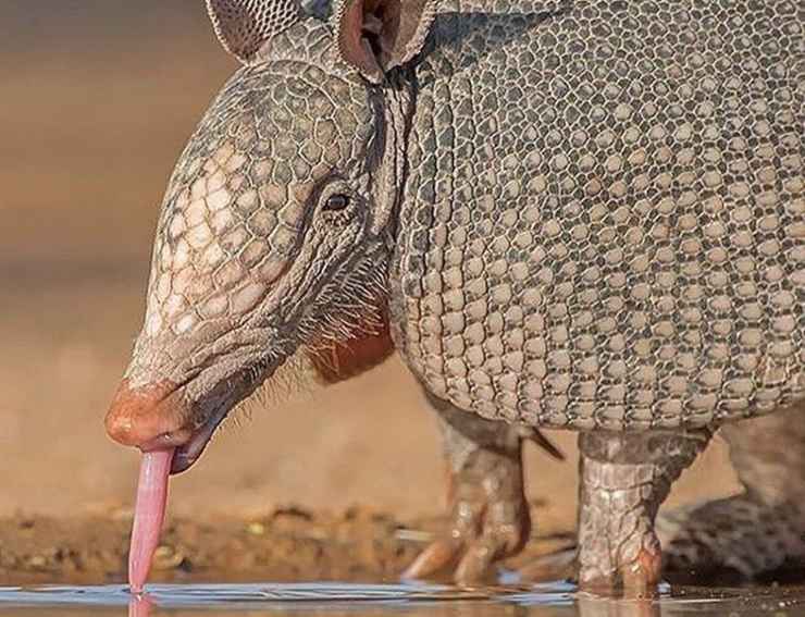 armadillo a nove fasce