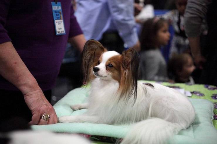 cane papillon