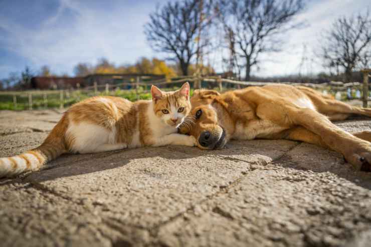 L'amicizia cane e gatto (Foto Adobestock)