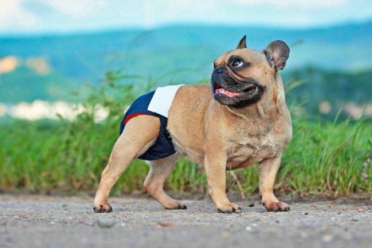 Pannolino per cane