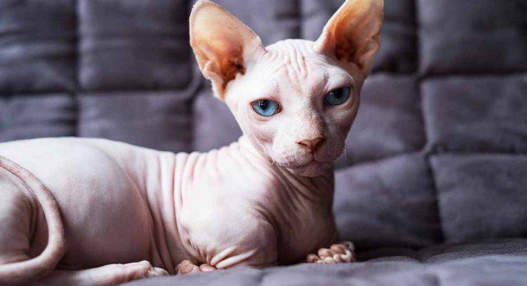 Gatto Bambino