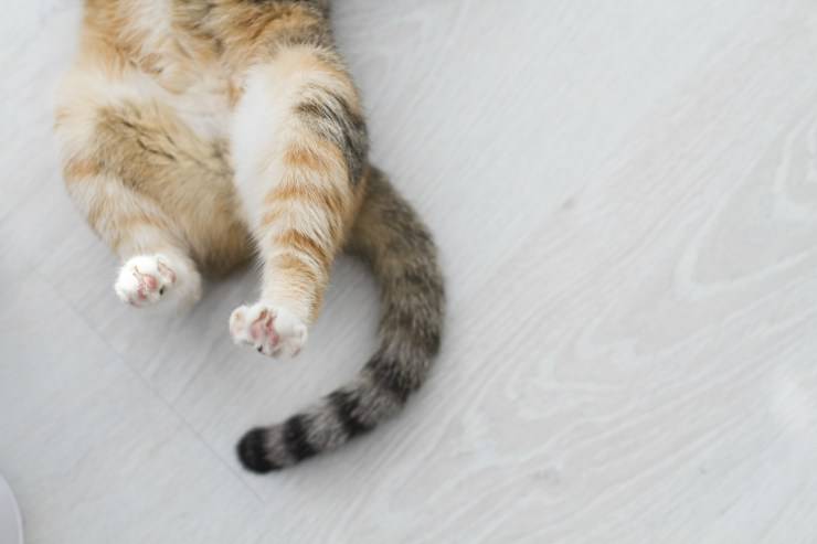 Il gatto si morde la coda
