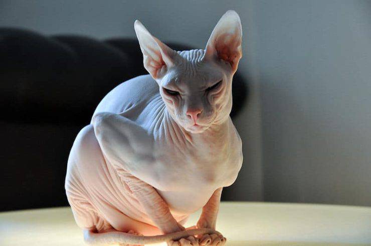 Gatti senza pelo