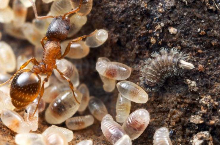 Formica Temnothorax Rugatulus Pinterest