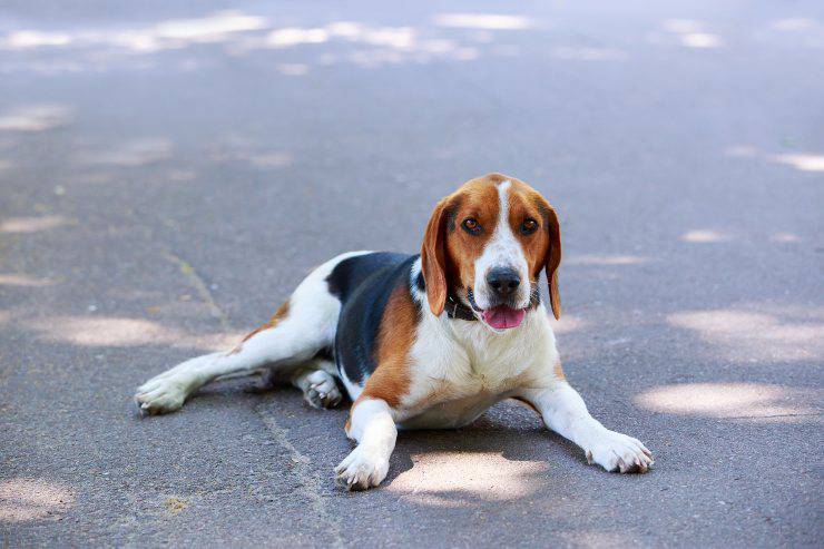 Foxhound adulto