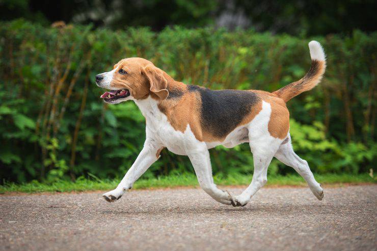 Foxhound adulto