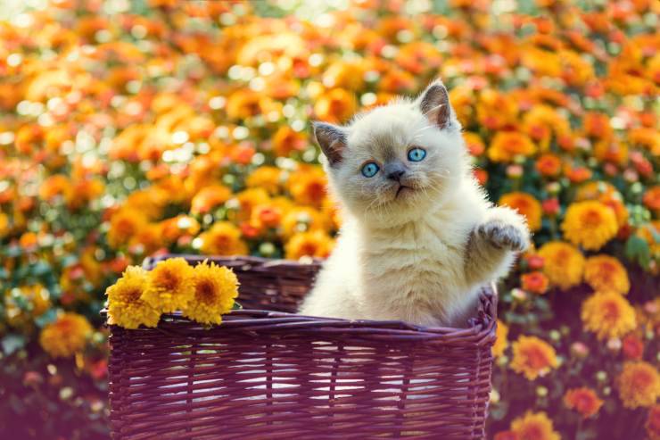 vacanza con il gatto