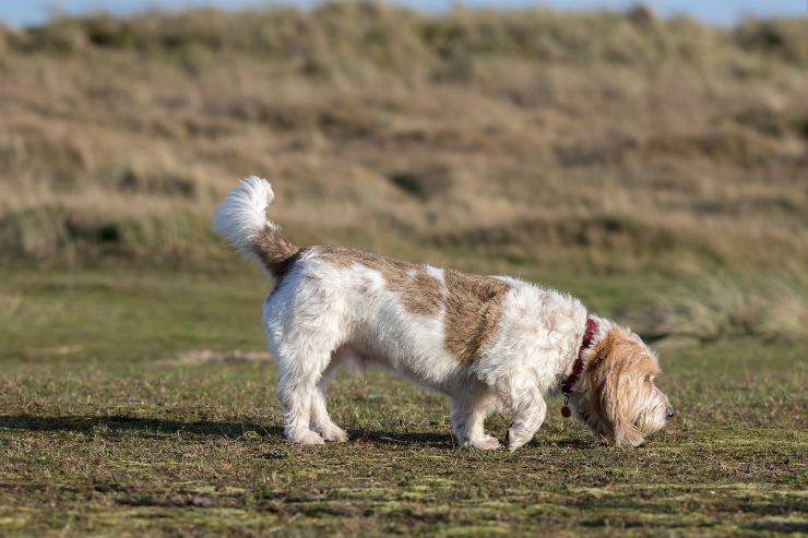 Grand basset griffon vendeen adulto 