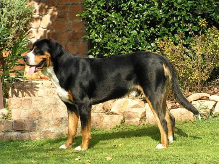 Grande bovaro svizzero adulto