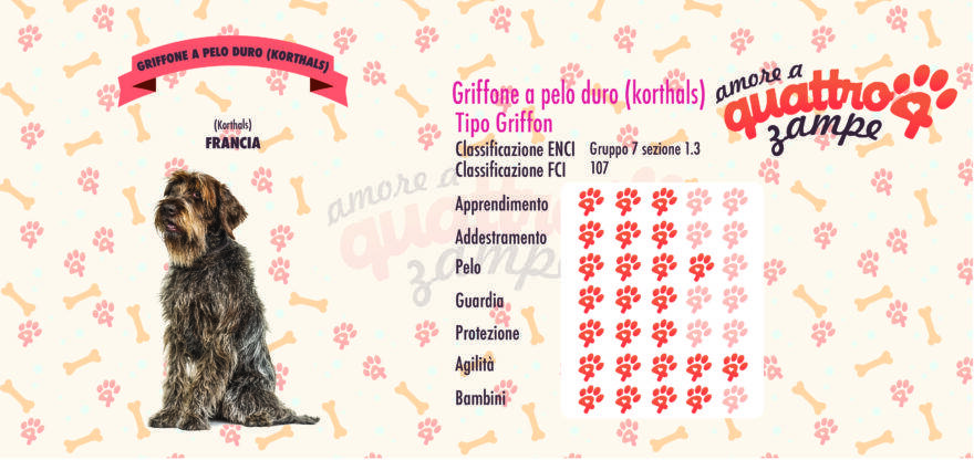 Griffone a pelo duro scheda razza