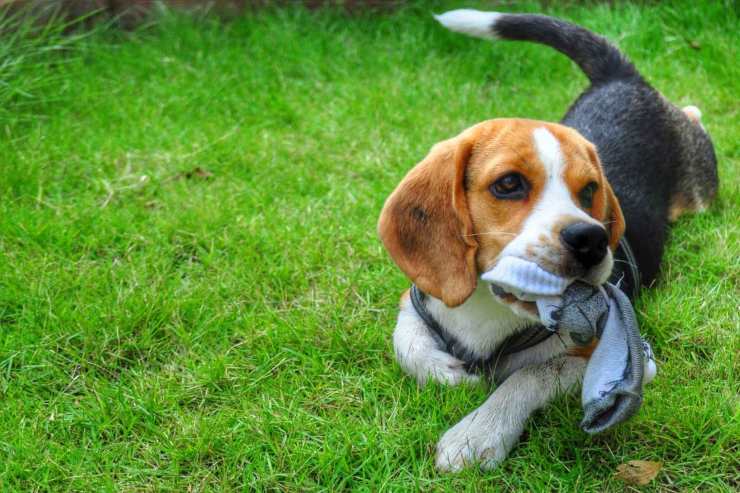 Cane non restituisce oggetti Cane ruba oggetti del vicino