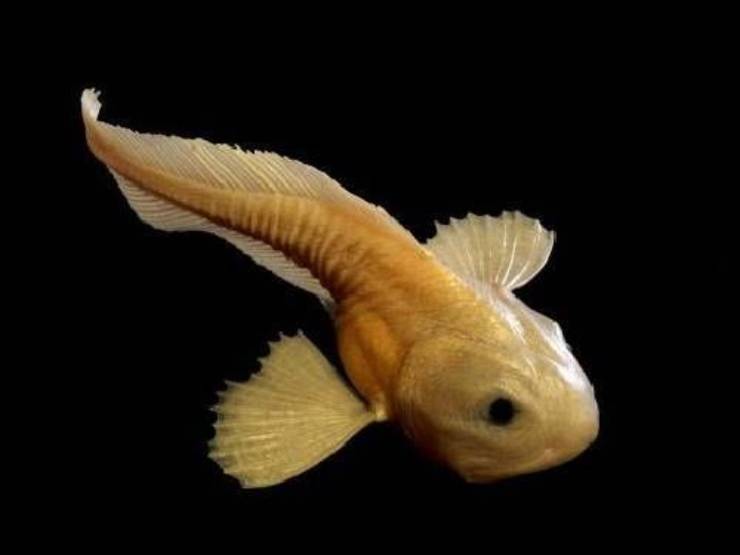Mariana Snailfish Pinterest