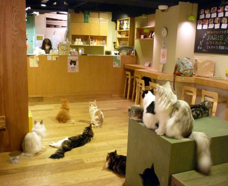 Neko Cafè del Giappone