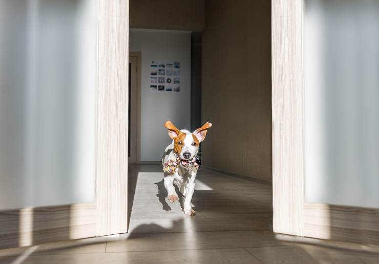 perché il cane porta un giocattolo
