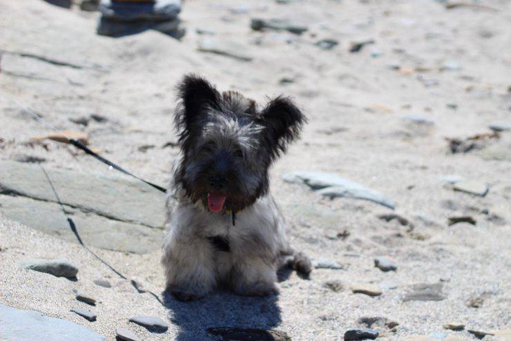 Skye terrier