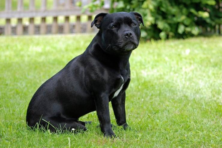 Cani simili al Pit bull