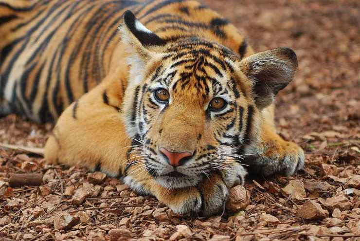 Tigre (Foto Flickr)